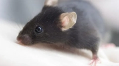 Rat ili miš: koji glodavac odvede kući?